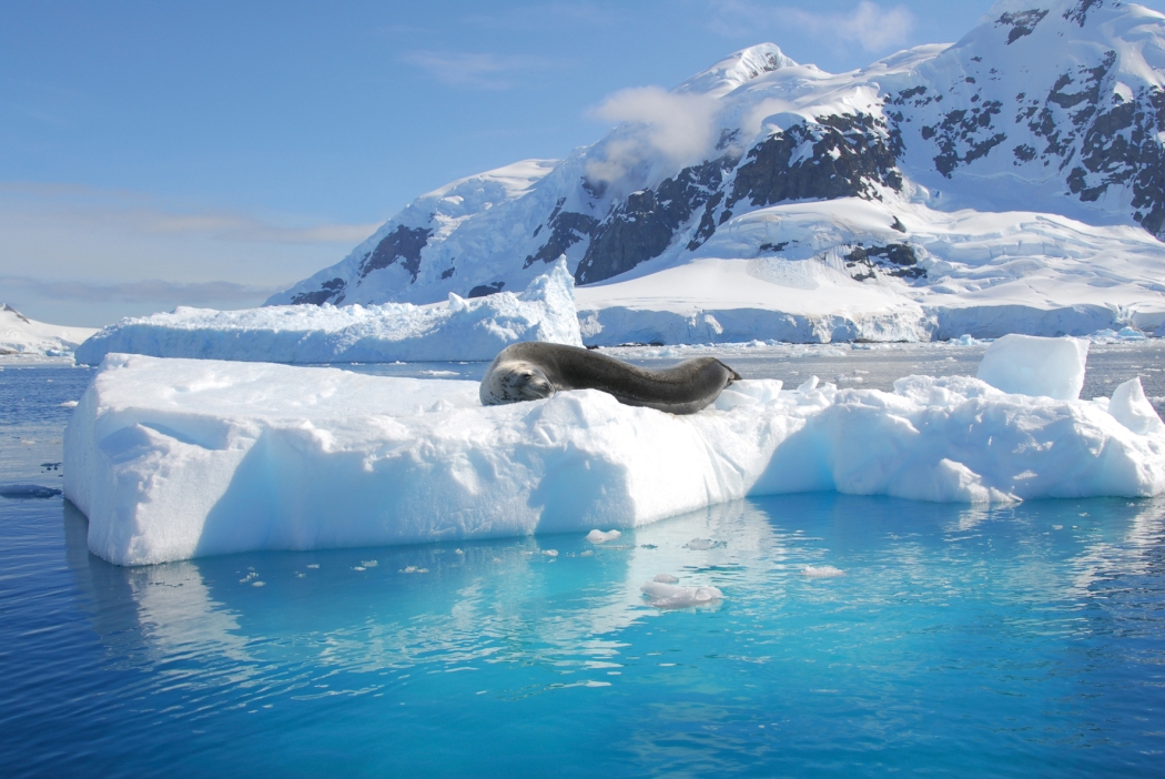 antarktis_leopard_seal01_m